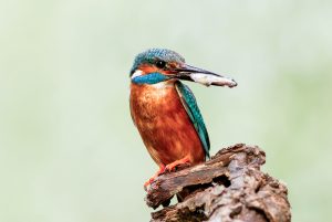 de blauwe bever, minute to win it, airsoft, Lasergamen, lasergame, reball, archery tag, airsoft, wij houden van holland, escape room dinerspel, minute to win it, De Blaauwe Arena, Wageningen, Vrijgezellenfeesten, bedrijfsuitjes, kinderfeestjes, groepsactiviteiten, activiteiten, dineren, lunchen, steak, drankjes, hapjes, panorama restaurant de blaauwe kamer wageningen